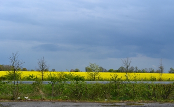 Gele koolzaadvelden