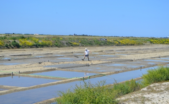 150527 Ile de Re zoutpannen