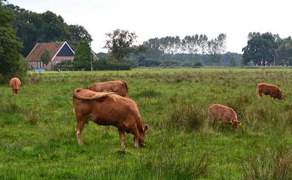 landschap achterhoek