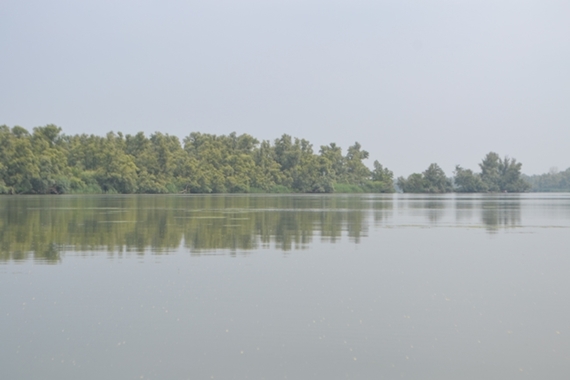 160722 Biesbosch