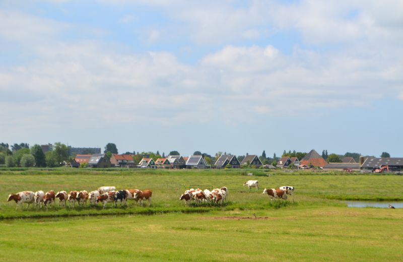 210624 Purmerpolder 19