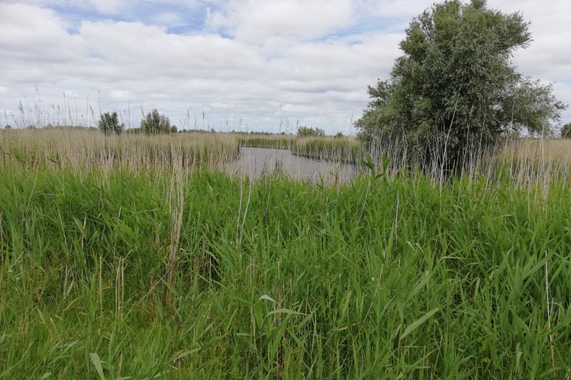 220619 Oostvaardersplassen 04