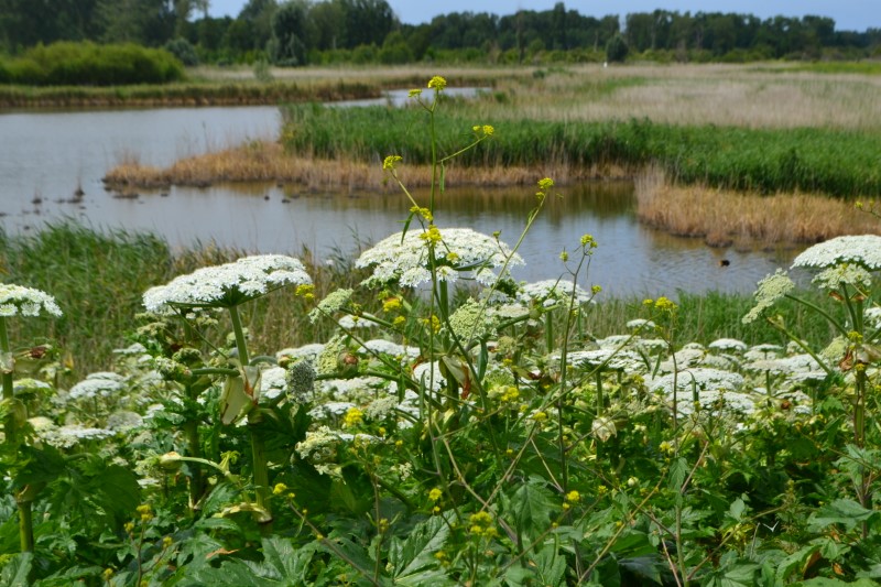 220621 Oostvaardersplassen rondje 27