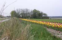 bloemenTexel