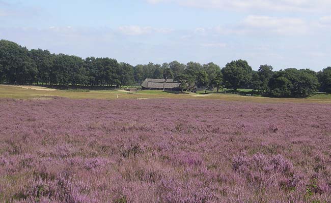 Veluwe02