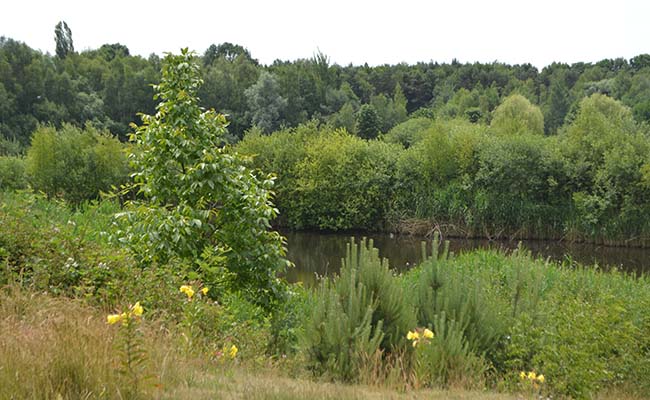 natuurgebied klein vink